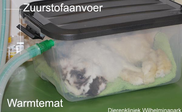 Recovery konijn: Het konijn komt bij in de zuurstof en warmte